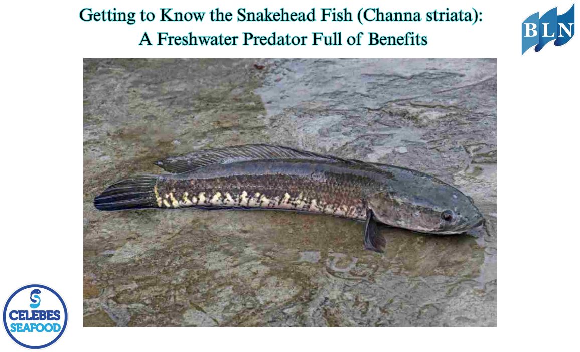 Getting to Know the Snakehead Fish (Channa striata): A Freshwater Predator Full of Benefits